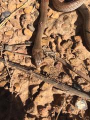 Psammophis brevirostris