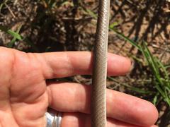 Psammophis brevirostris