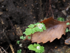 Dichocarpum trachyspermum