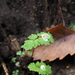 Dichocarpum trachyspermum - Photo (c) Keita Watanabe, algunos derechos reservados (CC BY-NC), subido por Keita Watanabe