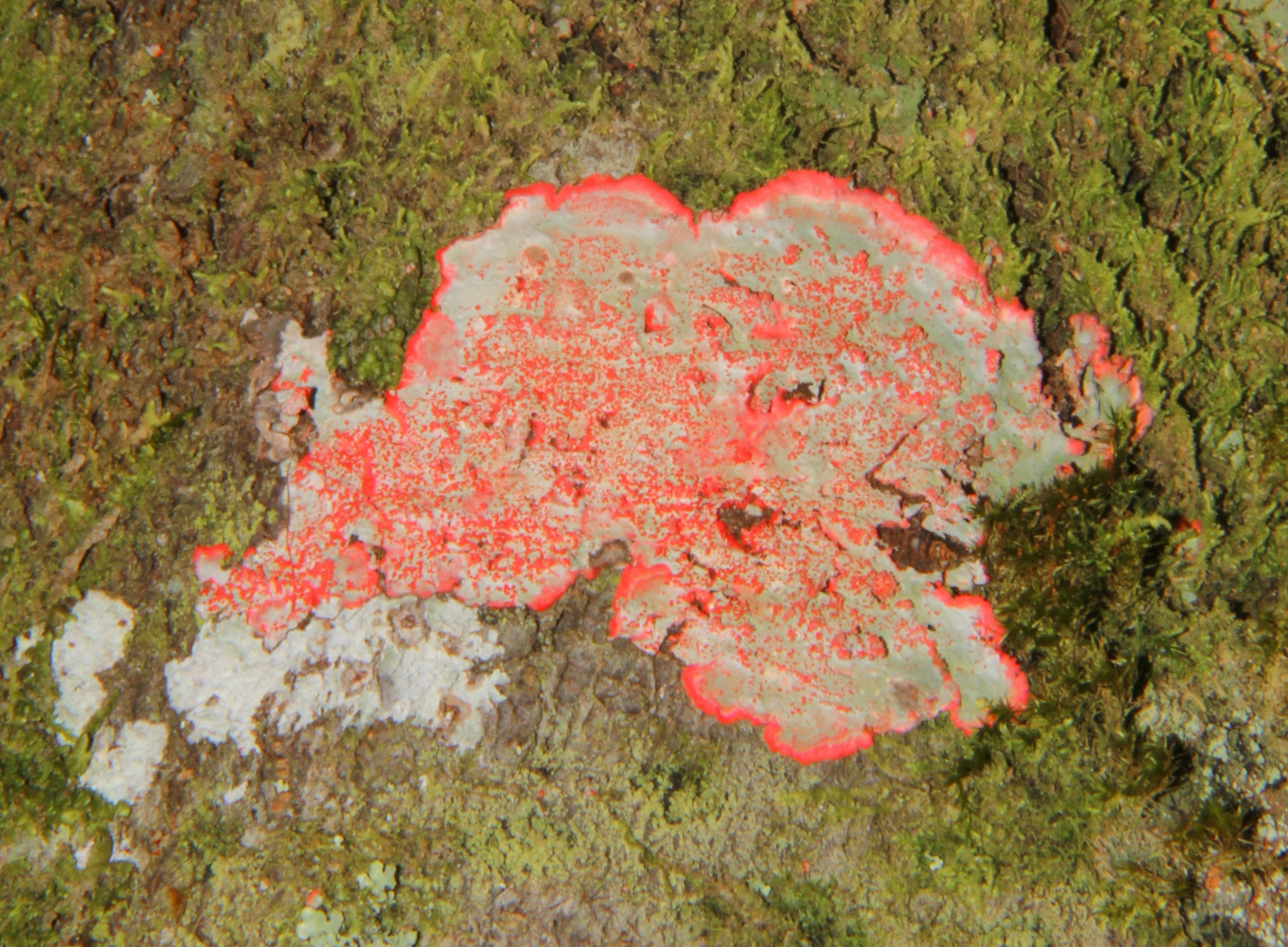 Cryptothecia rubrocincta image