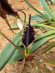 Arum dioscoridis