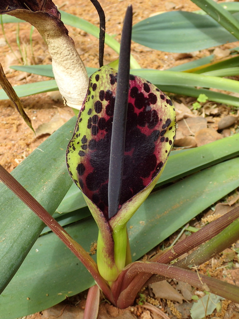 Dioscorides Arum