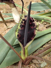 Arum dioscoridis