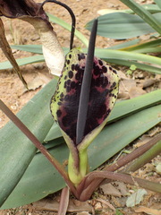 Arum dioscoridis