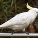 Sulphur-crested Cockatoo - Photo (c) Stephen Cox, some rights reserved (CC BY-NC), uploaded by Stephen Cox