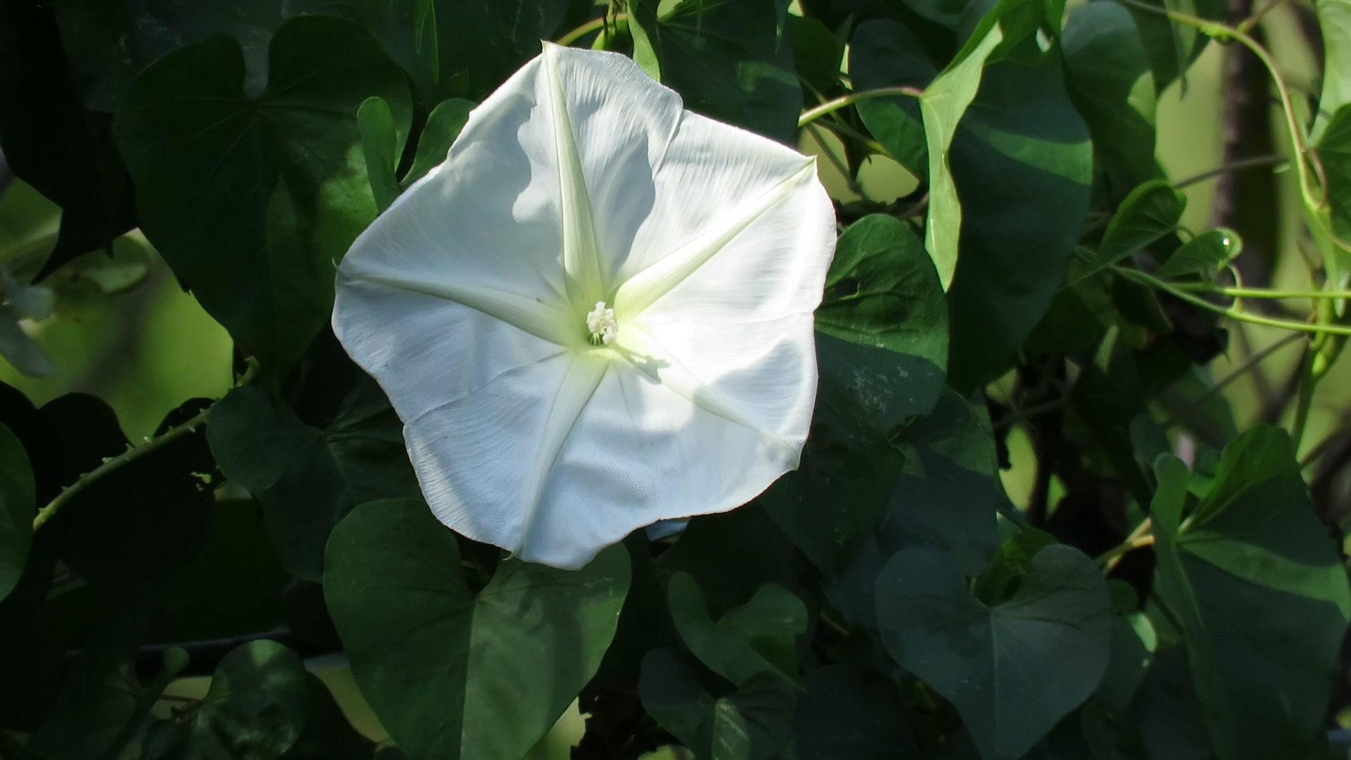 Ipomoea alba