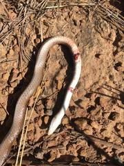 Psammophis brevirostris