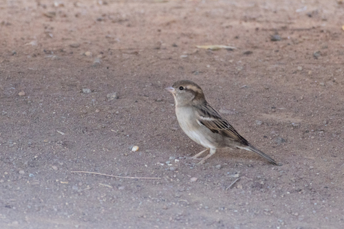 House Sparrow