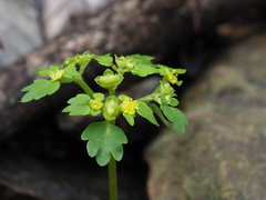 Chrysosplenium flagelliferum