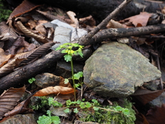 Chrysosplenium flagelliferum