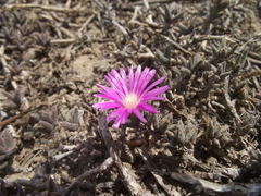 Trichodiadema barbatum