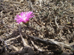 Trichodiadema barbatum
