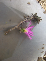 Trichodiadema barbatum