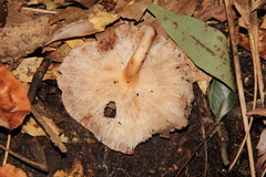 Lentinula