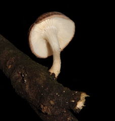 Lentinula