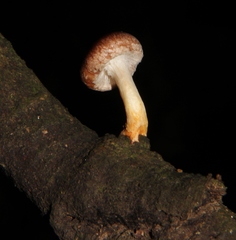 Lentinula