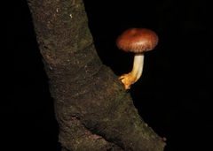 Lentinula