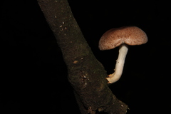 Lentinula