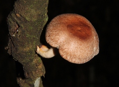 Lentinula