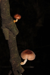 Lentinula
