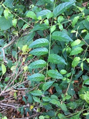 Heliotropium sarmentosum