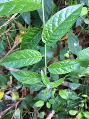 Heliotropium sarmentosum