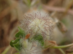 Trifolium pilulare