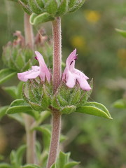 Satureja thymbra