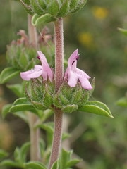 Satureja thymbra