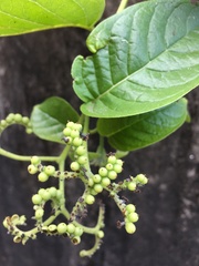 Heliotropium sarmentosum