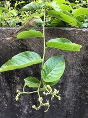 Heliotropium sarmentosum