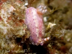 Hypselodoris maculosa