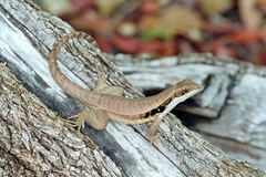 Leiocephalus macropus