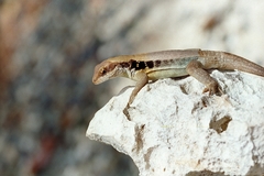 Leiocephalus macropus