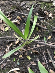 Crinum pedunculatum