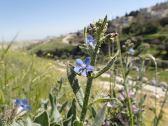 Anchusa strigosa