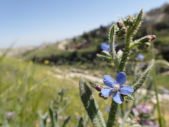 Anchusa strigosa