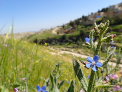 Anchusa strigosa