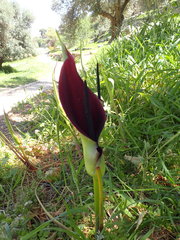 Arum palaestinum