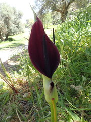 Arum palaestinum