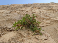 Parietaria judaica