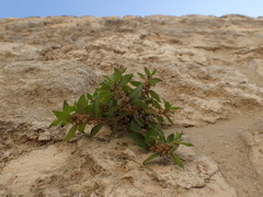 Parietaria judaica