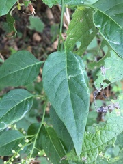 Deeringia amaranthoides