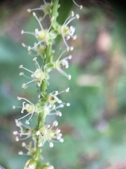 Deeringia amaranthoides