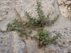 Parietaria judaica