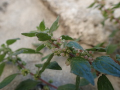 Parietaria judaica