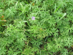 Geranium collinum