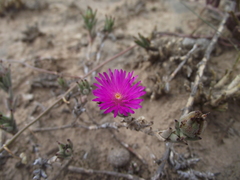 Trichodiadema orientale