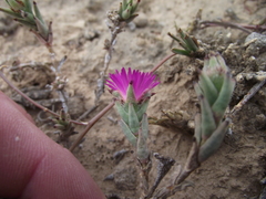 Trichodiadema orientale